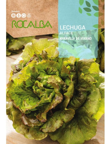 LECHUGA