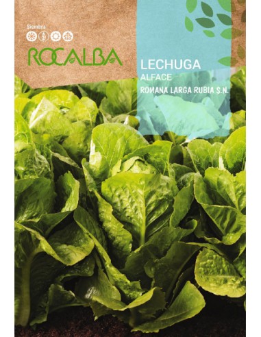 LECHUGA