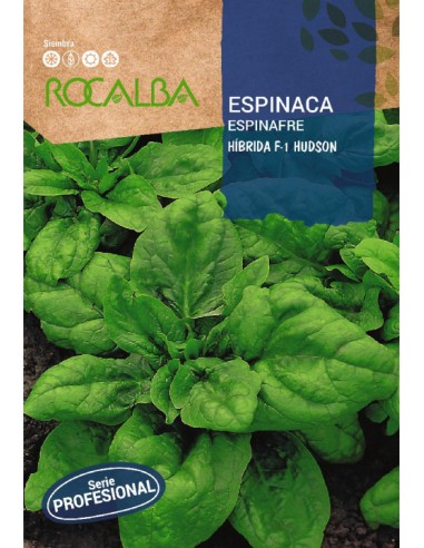 ESPINACA