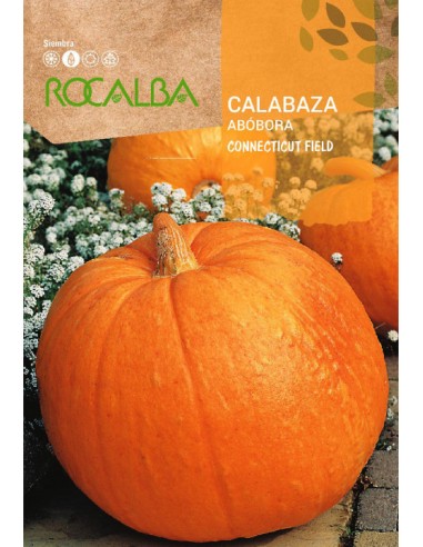 CALABAZA