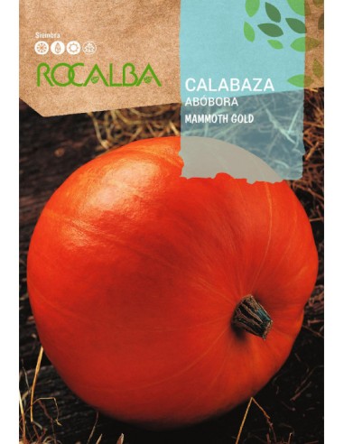 CALABAZA MAMMOTH GOLD